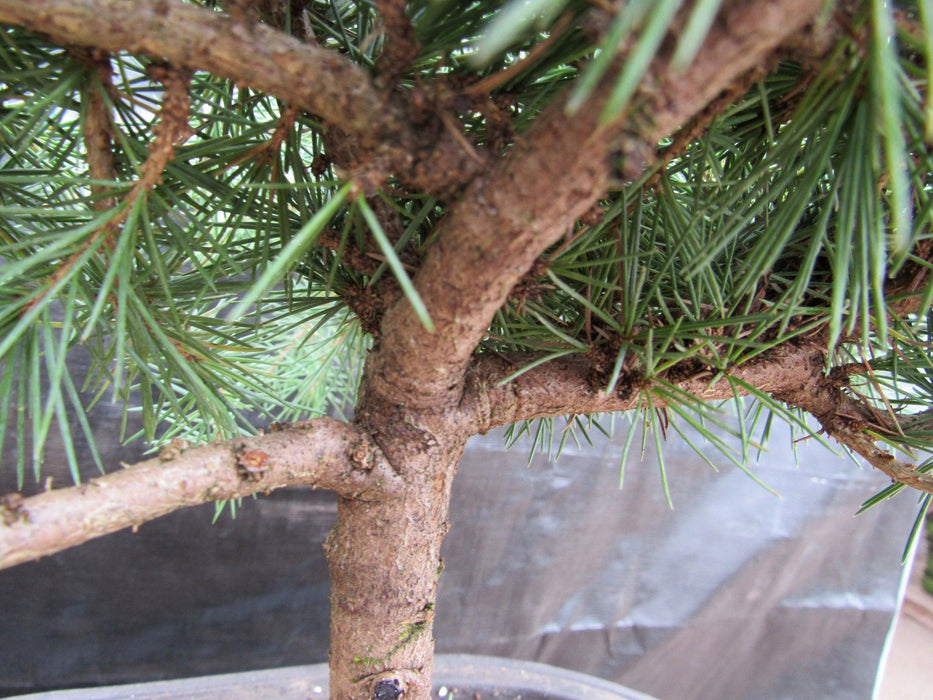 33 Year Old Himalayan Cedar Formal Upright Specimen Bonsai Tree Branches