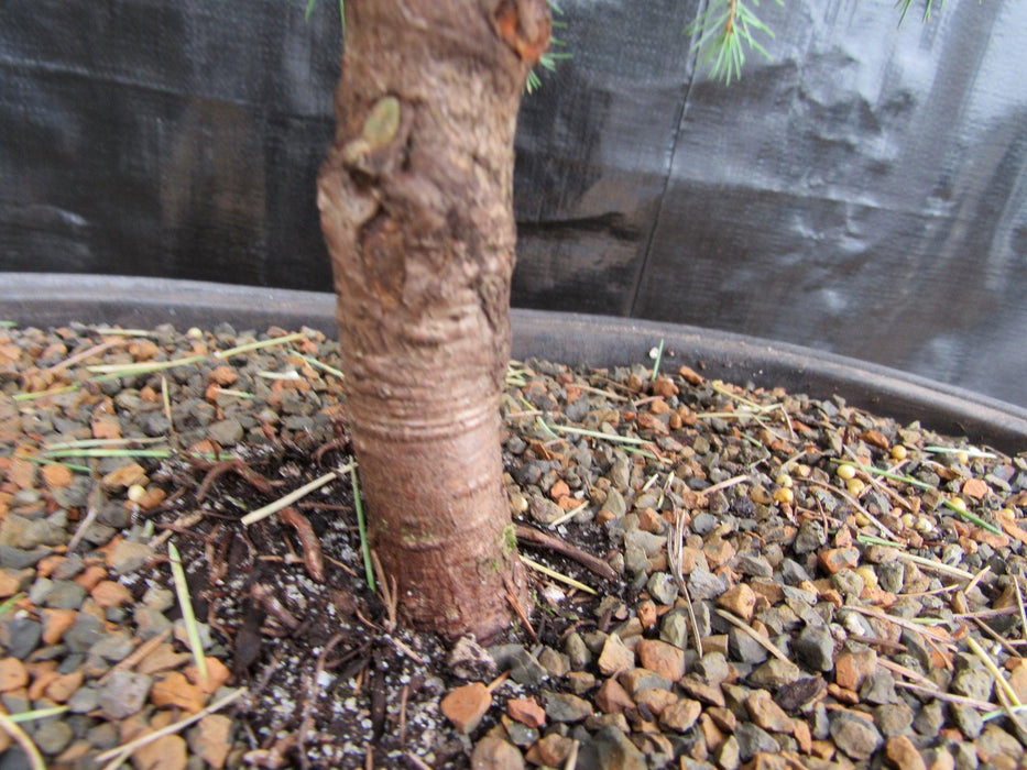 33 Year Old Himalayan Cedar Formal Upright Specimen Bonsai Tree Trunk