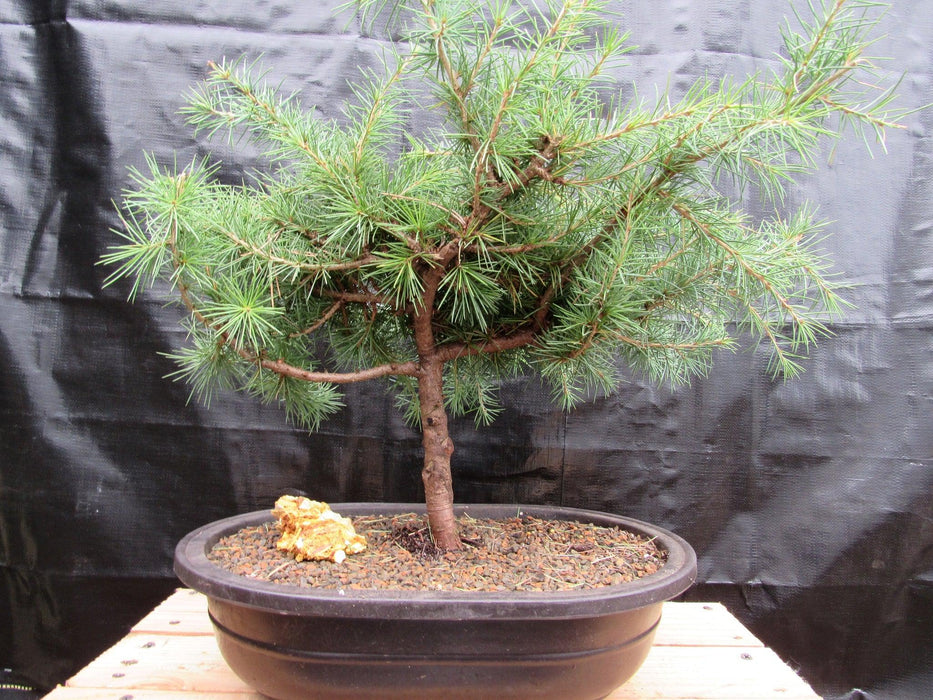 33 Year Old Himalayan Cedar Formal Upright Specimen Bonsai Tree Back