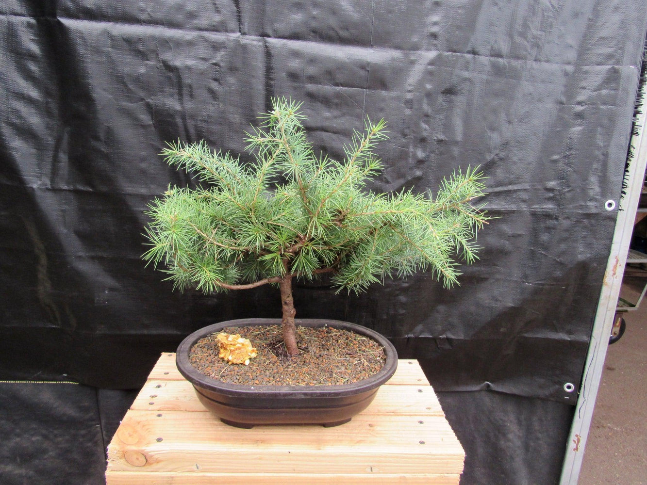 33 Year Old Himalayan Cedar Formal Upright Specimen Bonsai Tree