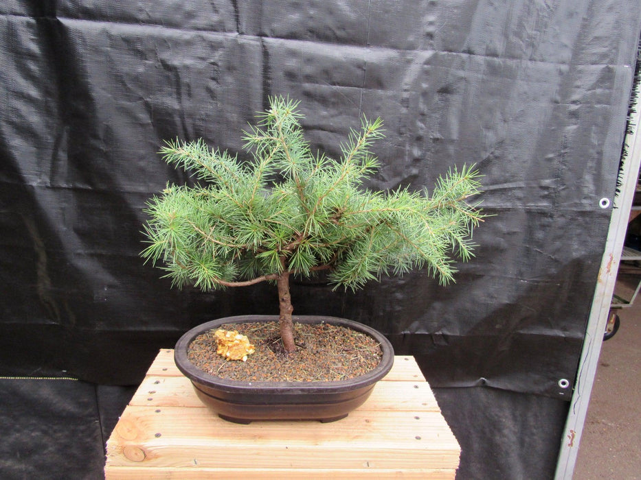 himalayan cedar bonsai tree 33 Year Old Himalayan Cedar Formal Upright Specimen Bonsai Tree