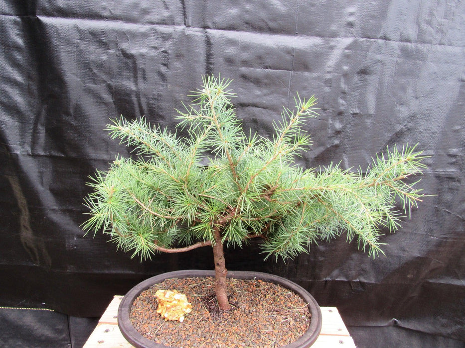 33 Year Old Himalayan Cedar Formal Upright Specimen Bonsai Tree Back Top