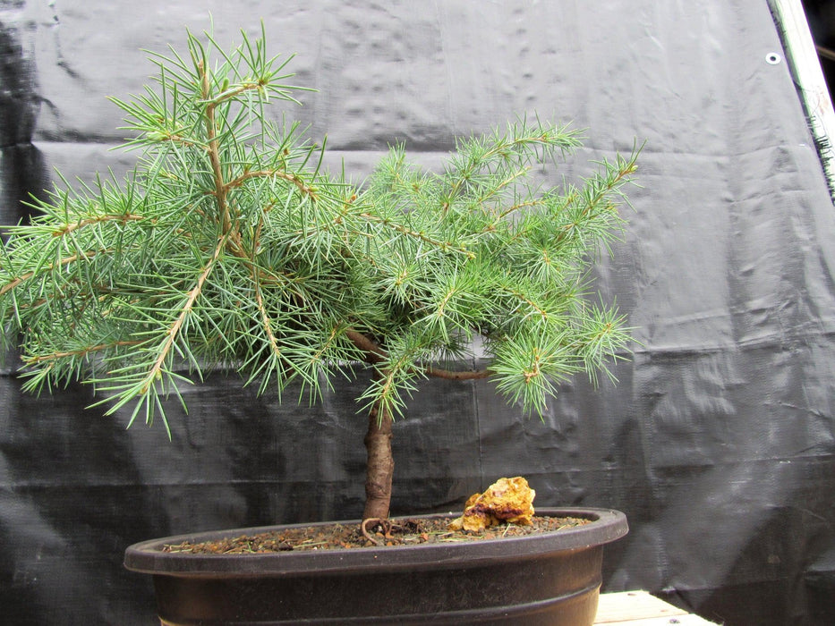 33 Year Old Himalayan Cedar Formal Upright Specimen Bonsai Tree Base