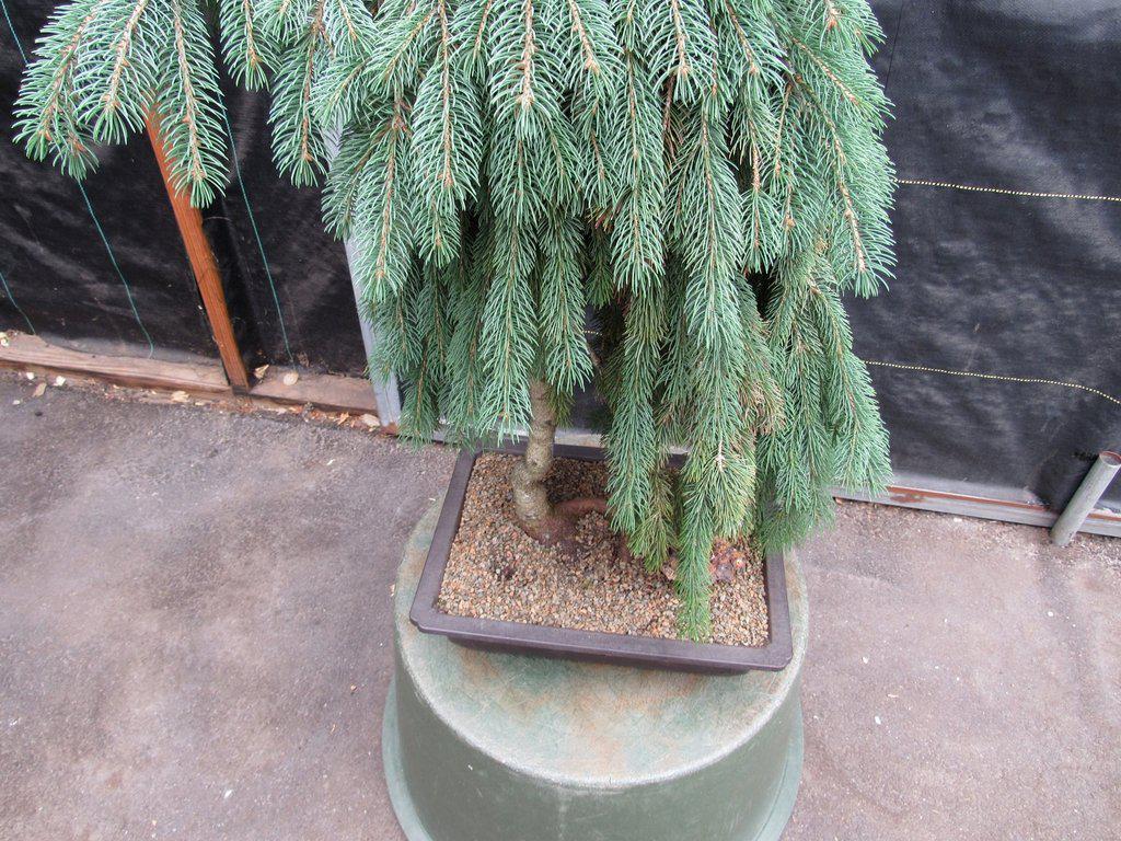 34 Year Old Dwarf Weeping Norway Spruce Specimen Christmas Bonsai Tree Top
