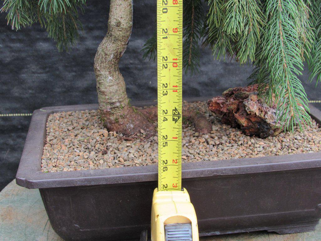 34 Year Old Dwarf Weeping Norway Spruce Specimen Christmas Bonsai Tree Height