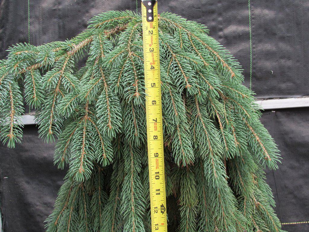34 Year Old Dwarf Weeping Norway Spruce Specimen Christmas Bonsai Tree Apex Size