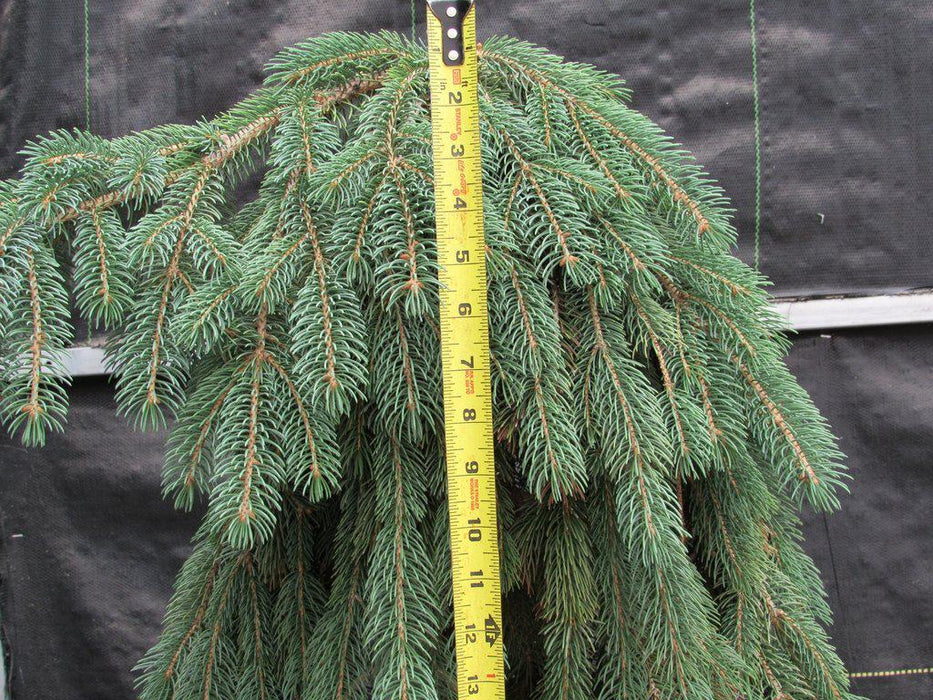 34 Year Old Dwarf Weeping Norway Spruce Specimen Christmas Bonsai Tree Apex Size