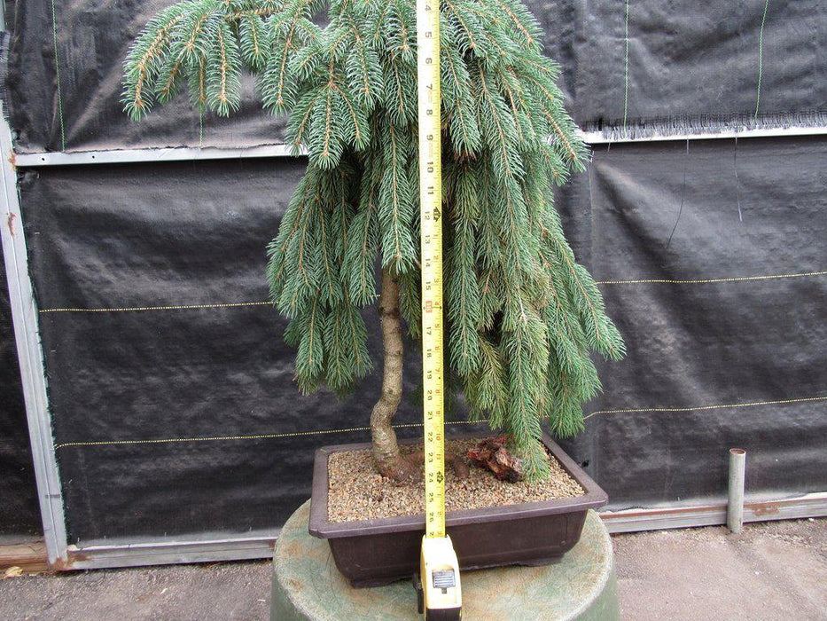 34 Year Old Dwarf Weeping Norway Spruce Specimen Christmas Bonsai Tree Height