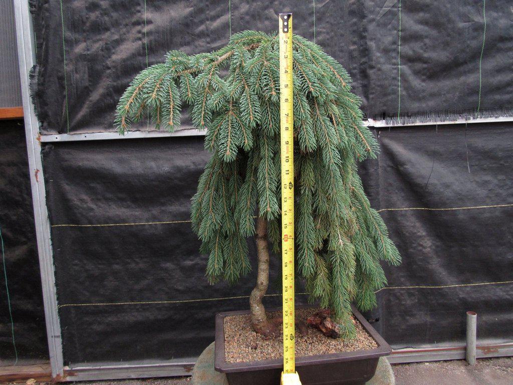 34 Year Old Dwarf Weeping Norway Spruce Specimen Christmas Bonsai Tree Full