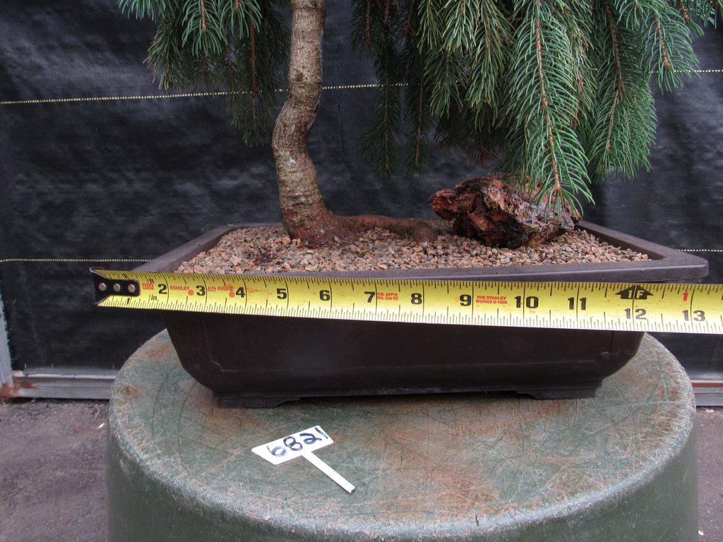 34 Year Old Dwarf Weeping Norway Spruce Specimen Christmas Bonsai Tree Width