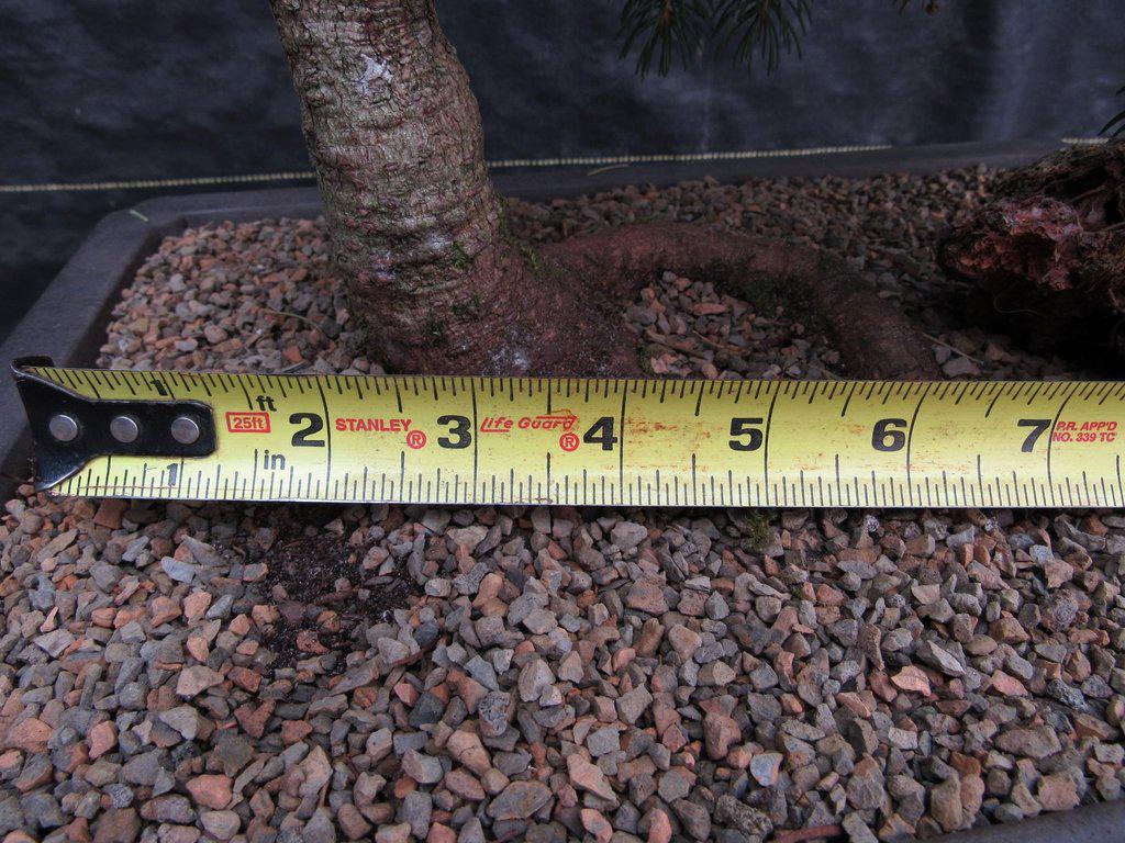 34 Year Old Dwarf Weeping Norway Spruce Specimen Christmas Bonsai Tree Trunk Width