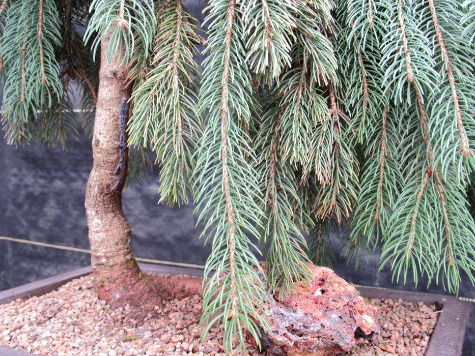 34 Year Old Dwarf Weeping Norway Spruce Specimen Christmas Bonsai Tree Foliage