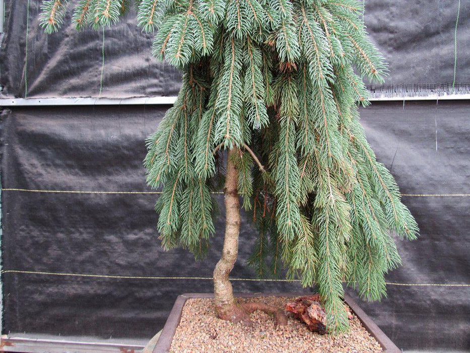 34 Year Old Dwarf Weeping Norway Spruce Specimen Christmas Bonsai Tree Dramatic Weep