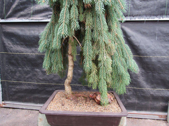 34 Year Old Dwarf Weeping Norway Spruce Specimen Bonsai Tree