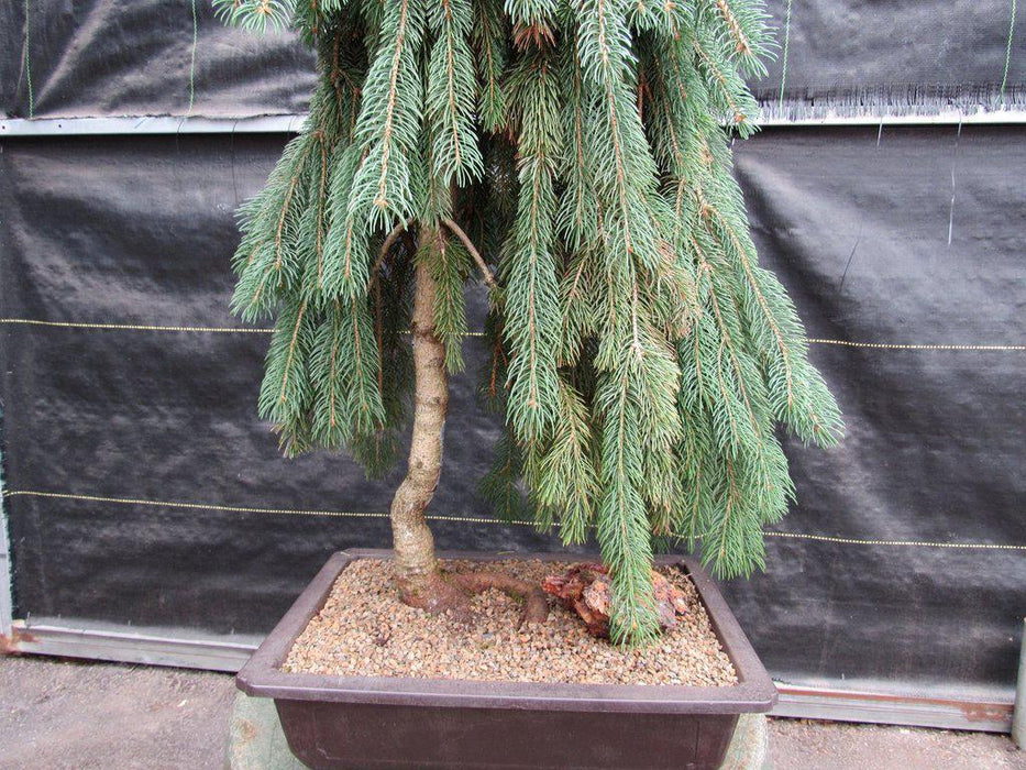 34 Year Old Dwarf Weeping Norway Spruce Specimen Christmas Bonsai Tree Profile