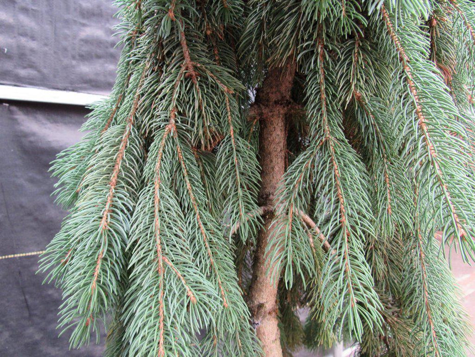 34 Year Old Dwarf Weeping Norway Spruce Specimen Christmas Bonsai Tree Canopy