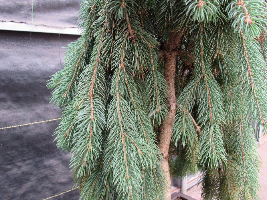 34 Year Old Dwarf Weeping Norway Spruce Specimen Christmas Bonsai Tree Bark