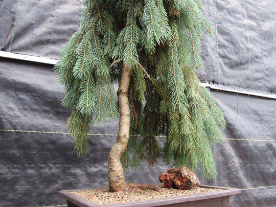 weeping tree bonsai 34 Year Old Dwarf Weeping Norway Spruce Specimen Bonsai Tree