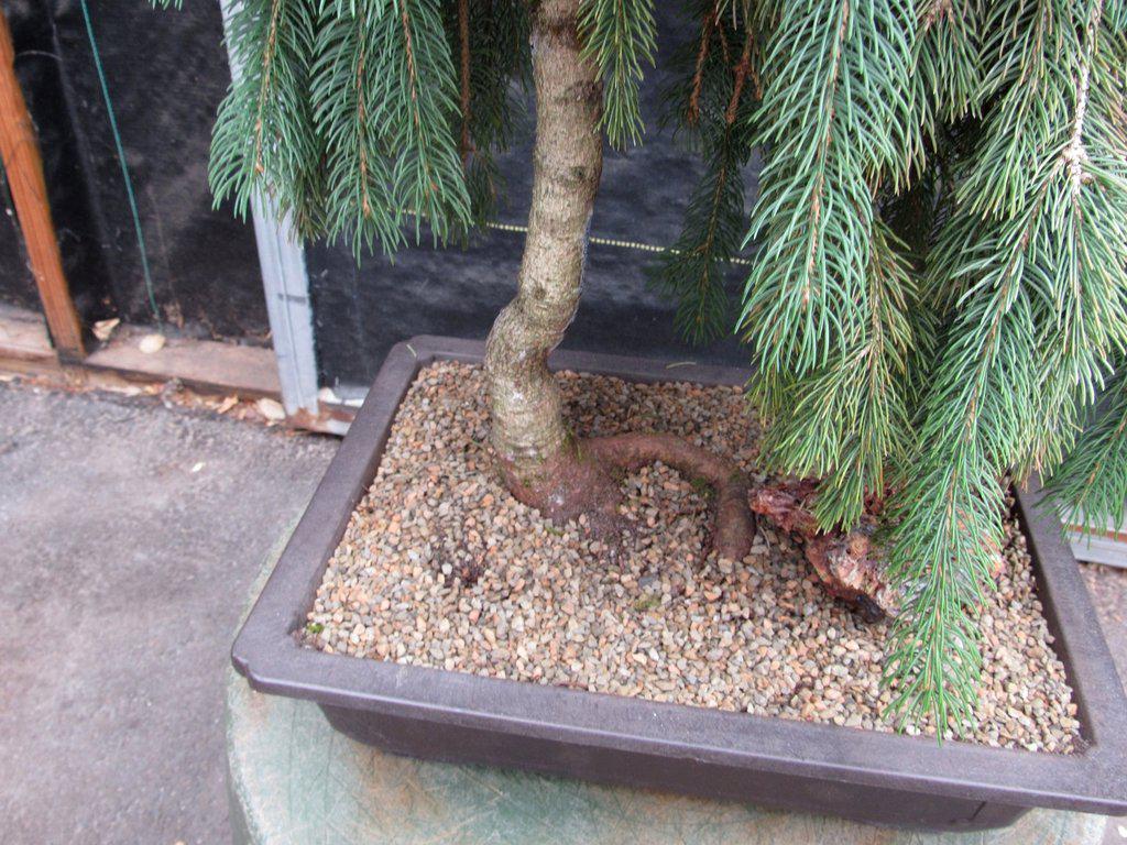 34 Year Old Dwarf Weeping Norway Spruce Specimen Christmas Bonsai Tree Root