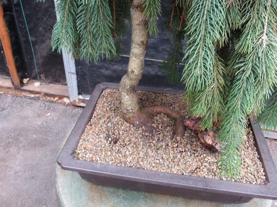 34 Year Old Dwarf Weeping Norway Spruce Specimen Christmas Bonsai Tree Root