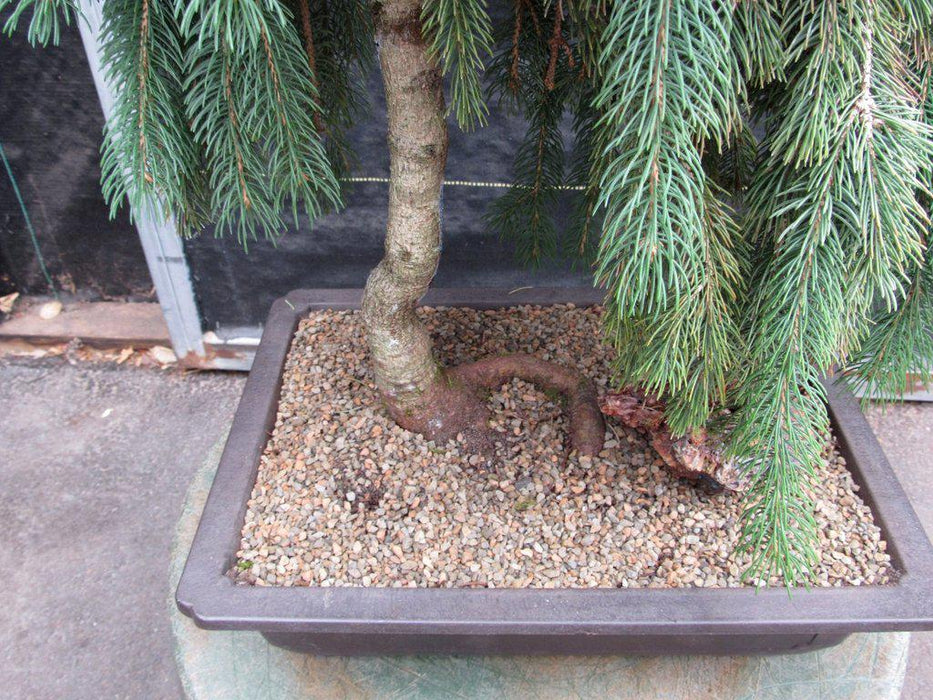 34 Year Old Dwarf Weeping Norway Spruce Specimen Christmas Bonsai Tree Trunk