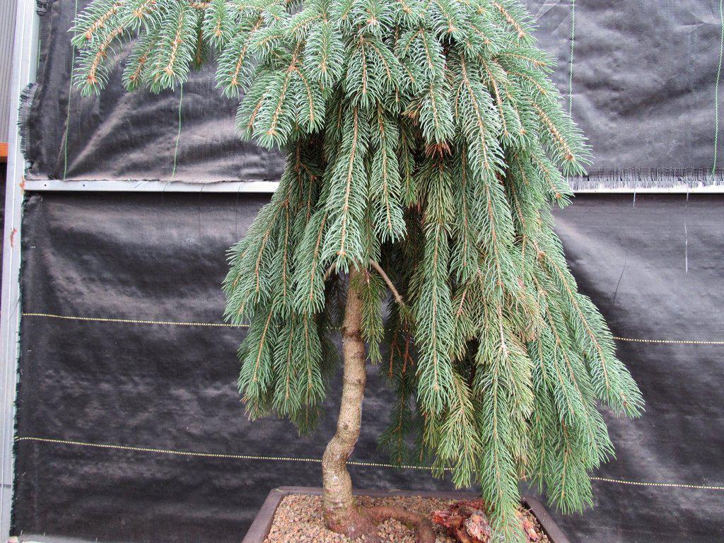 norway spruce bonsai tree 34 Year Old Dwarf Weeping Norway Spruce Specimen Bonsai Tree