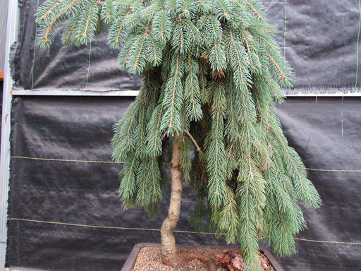 34 Year Old Dwarf Weeping Norway Spruce Specimen Christmas Bonsai Tree