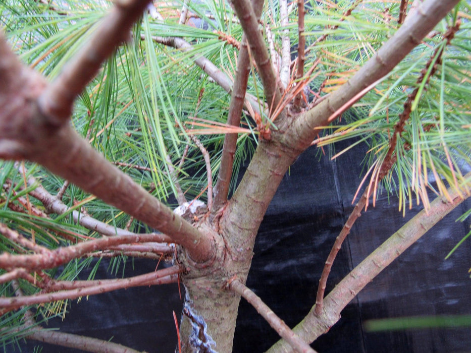 34 Year Old Eastern White Pine Specimen Bonsai Tree Branches