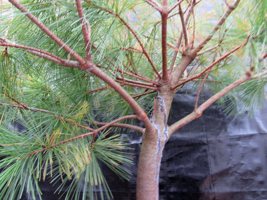 34 Year Old Eastern White Pine Specimen Bonsai Tree Upward