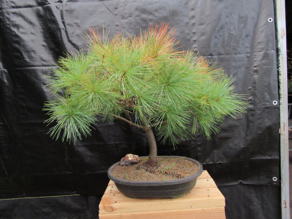 34 Year Old Eastern White Pine Specimen Bonsai Tree Back