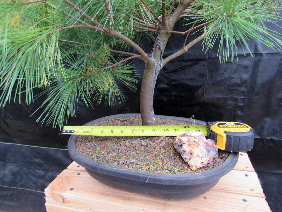 34 Year Old Eastern White Pine Specimen Bonsai Tree Width