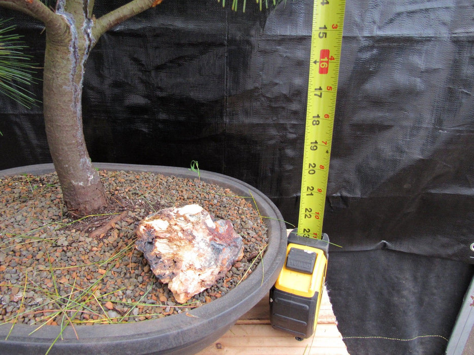 34 Year Old Eastern White Pine Specimen Bonsai Tree Tall