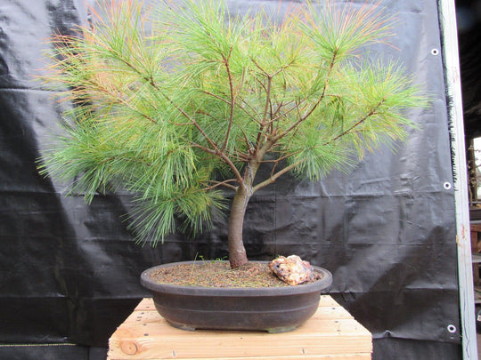 34 Year Old Eastern White Pine Specimen Bonsai Tree