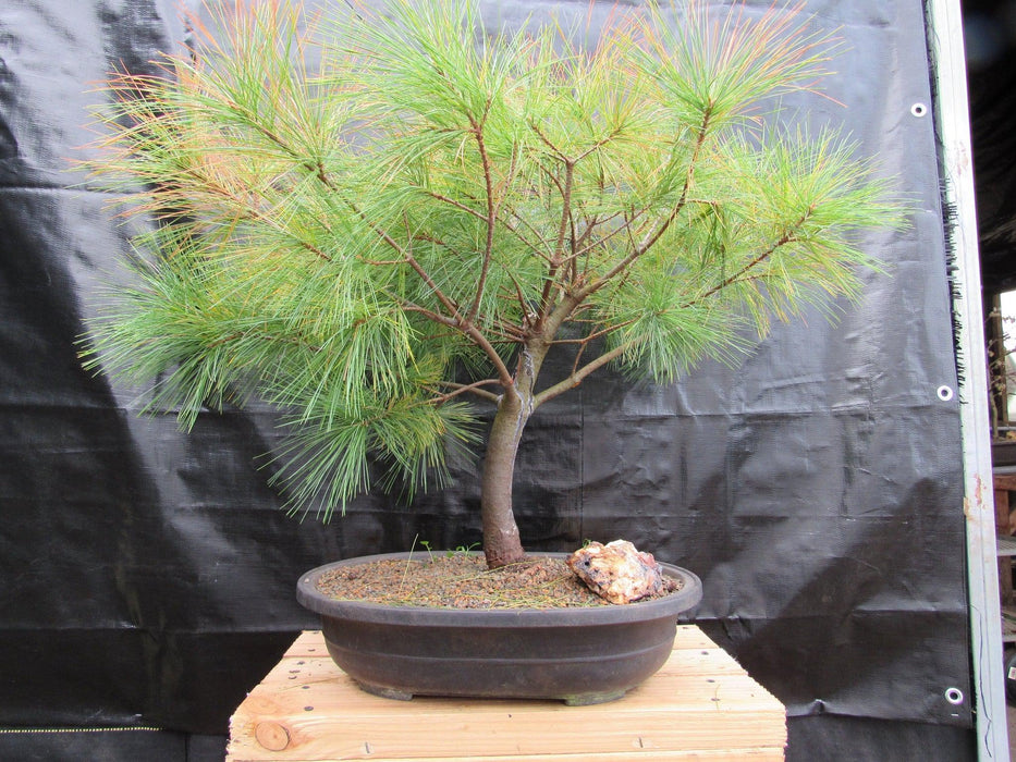 34 Year Old Eastern White Pine Specimen Bonsai Tree Profile