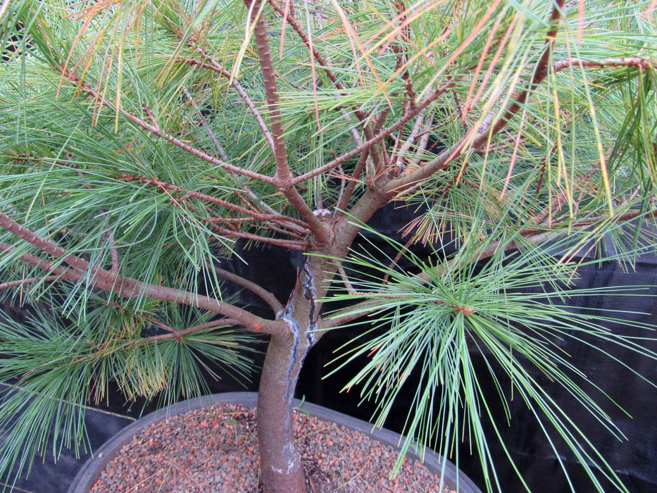 34 Year Old Eastern White Pine Specimen Bonsai Tree Sap