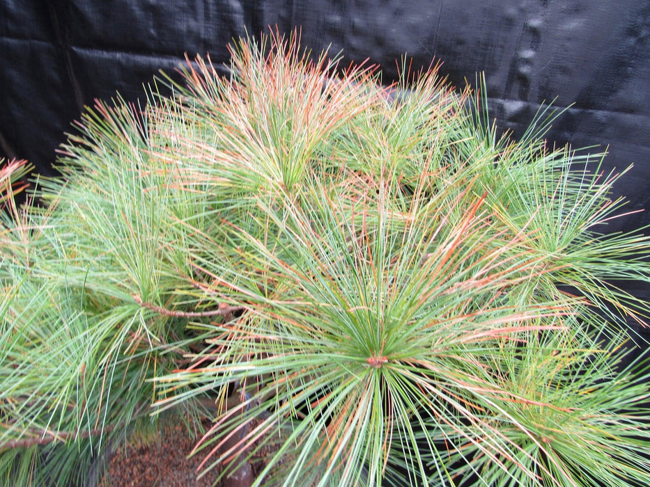 34 Year Old Eastern White Pine Specimen Bonsai Tree Needle