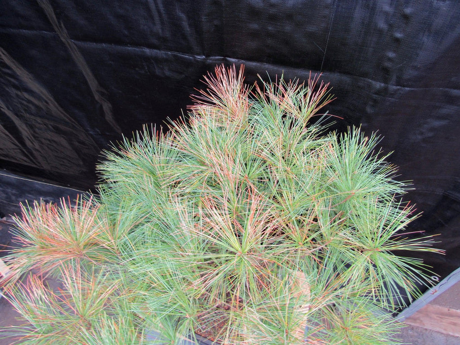 34 Year Old Eastern White Pine Specimen Bonsai Tree Canopy