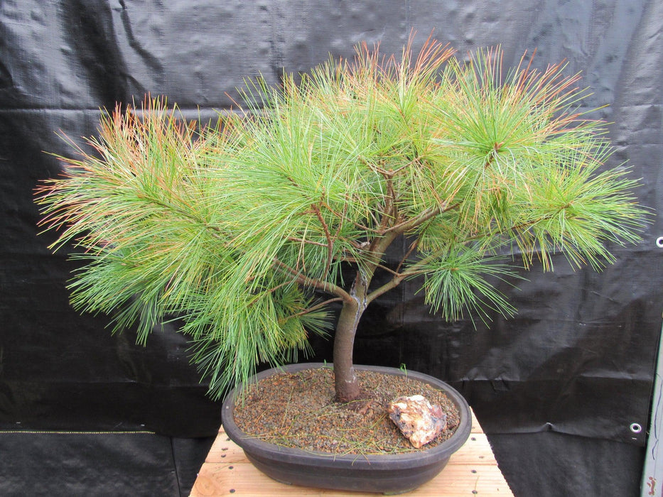 34 Year Old Eastern White Pine Specimen Bonsai Tree