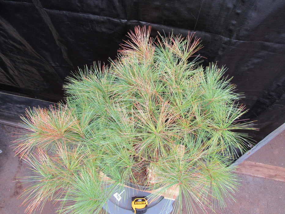 34 Year Old Eastern White Pine Specimen Bonsai Tree Birds Eye