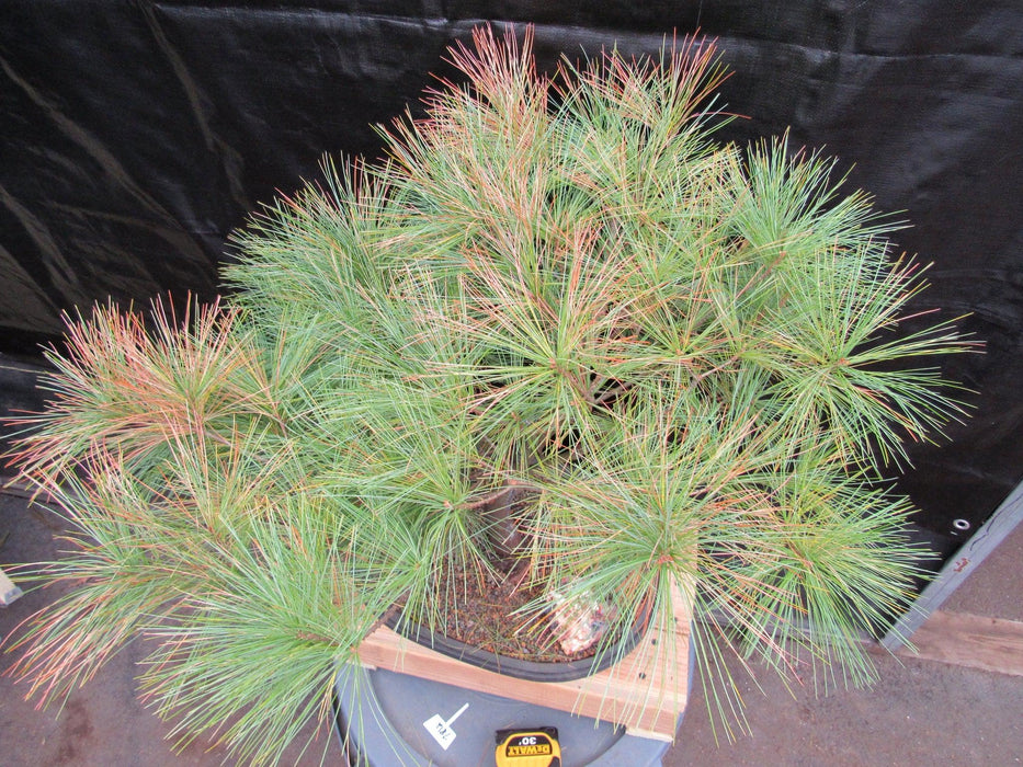 34 Year Old Eastern White Pine Specimen Bonsai Tree Top Down