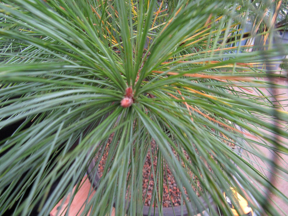 34 Year Old Eastern White Pine Specimen Bonsai Tree Cone