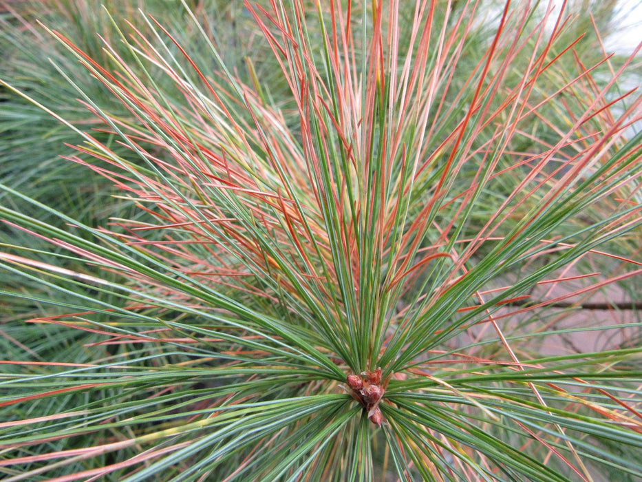 34 Year Old Eastern White Pine Specimen Bonsai Tree Foliage