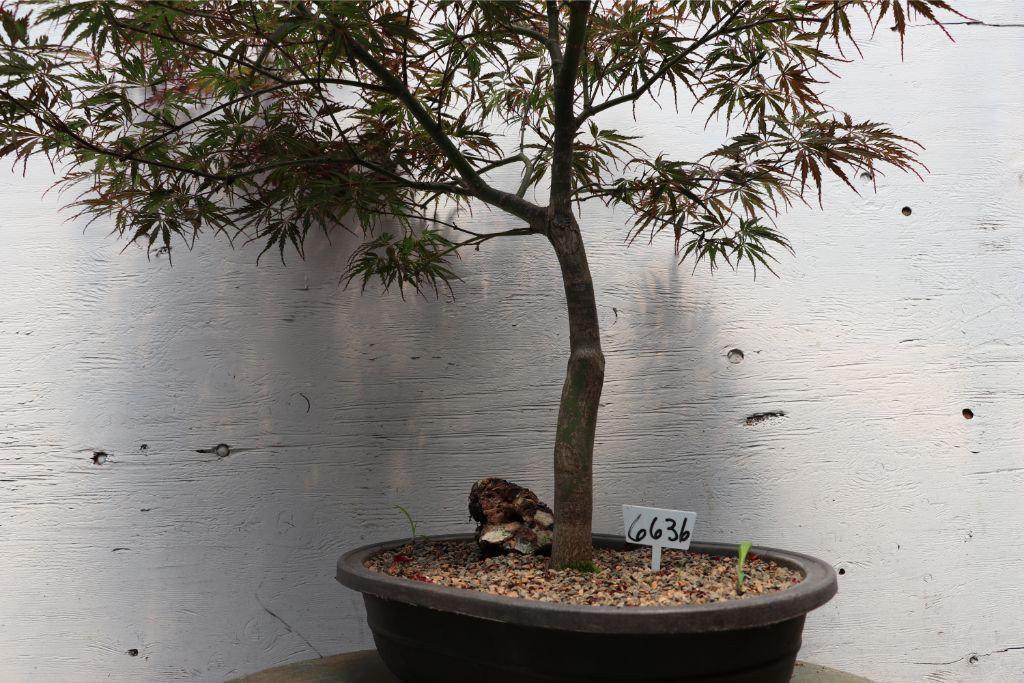 Ever Red Lace-Leaf Japanese Maple Artisan Bonsai Tree