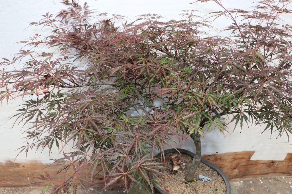 Ever Red Lace-Leaf Japanese Maple Specimen Bonsai Tree Canopy