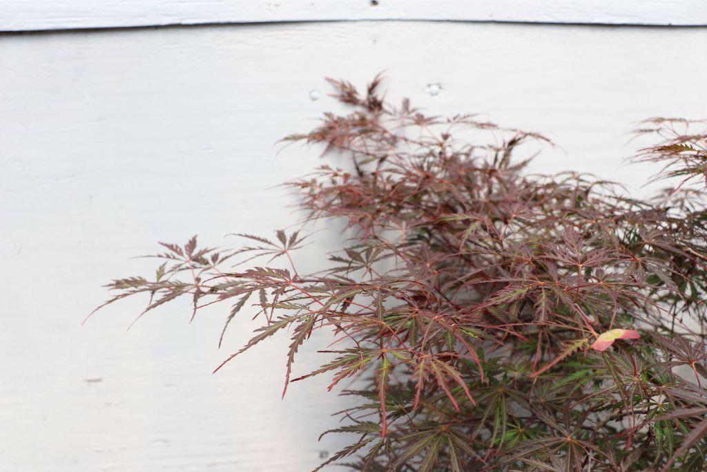Ever Red Lace-Leaf Japanese Maple Artisan Bonsai Tree Leaves