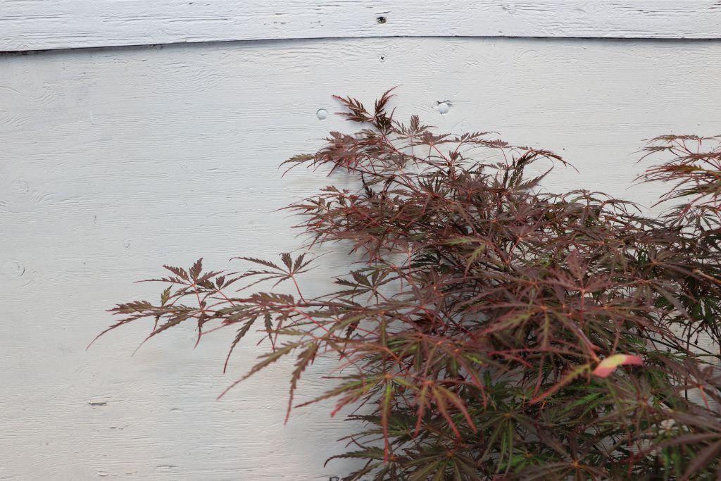 Ever Red Lace-Leaf Japanese Maple Specimen Bonsai Tree Leaves