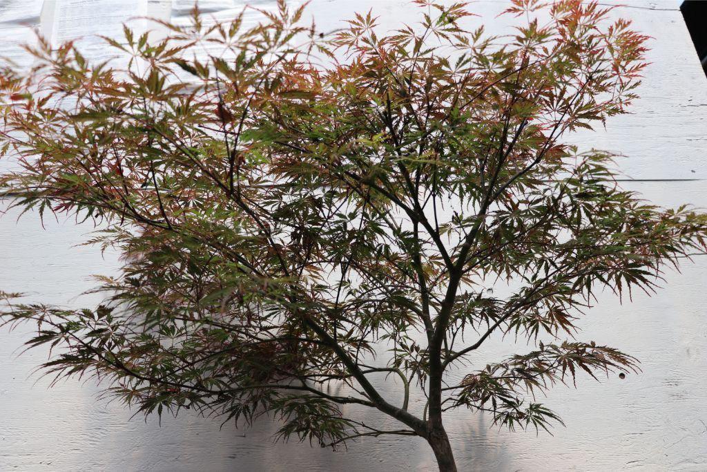 Ever Red Lace-Leaf Japanese Maple Specimen Bonsai Tree Profile
