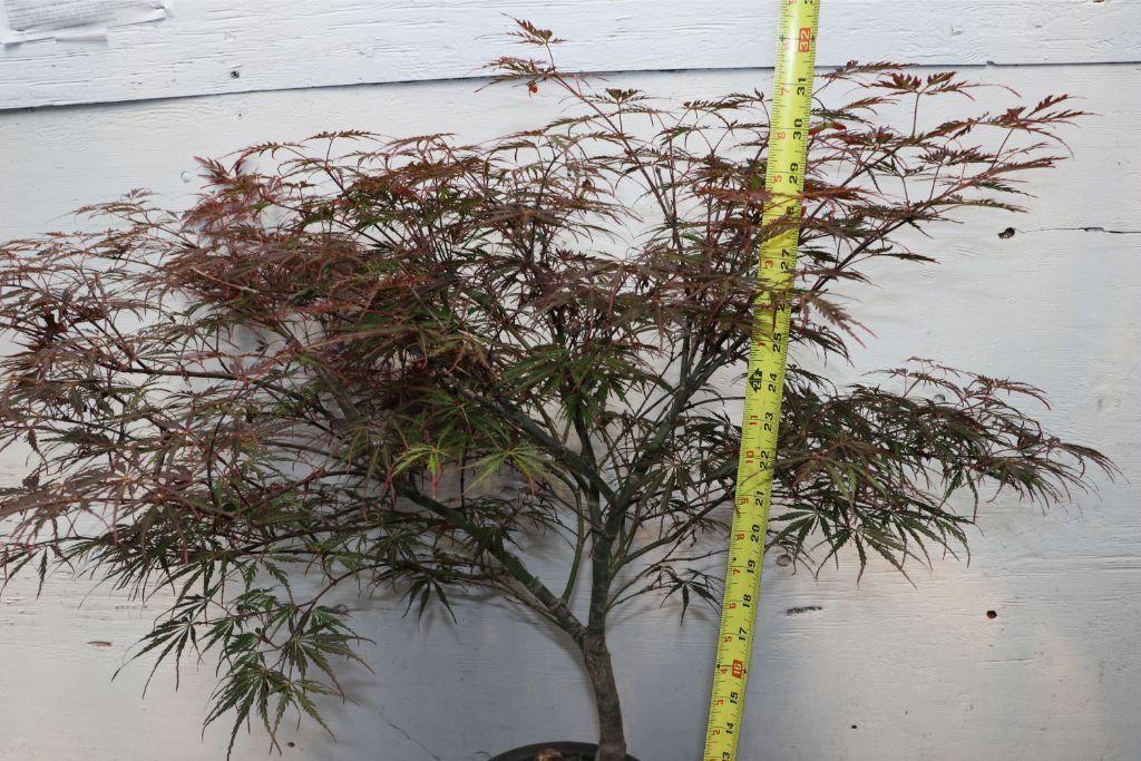 Ever Red Lace-Leaf Japanese Maple Specimen Bonsai Tree Size