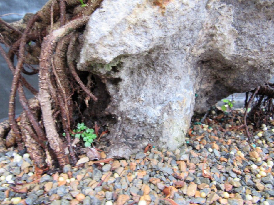 34 Year Old Green Island Ficus Root Over Rock Specimen Bonsai Tree Trunk