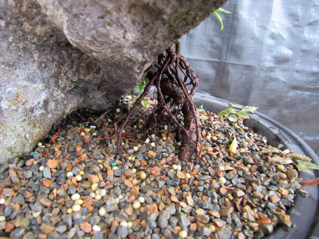 34 Year Old Green Island Ficus Root Over Rock Specimen Bonsai Tree Roots